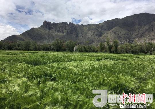 2017年西藏青稞總產(chǎn)量達(dá)到79萬噸，占糧食總產(chǎn)量的77%。圖為西藏青稞?！⊥跤窳?攝