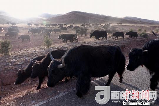 西藏每年存欄約420萬頭牦牛，牦牛產(chǎn)業(yè)發(fā)展是推動西藏畜牧業(yè)可持續(xù)發(fā)展和農(nóng)牧民脫貧致富的重要產(chǎn)業(yè)。圖為西藏牦牛。　孫翔 攝