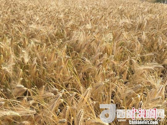 2017年西藏青稞種植面積達(dá)210多萬畝，占糧食播種面積的75%。圖為成熟期的青稞?！⊥跤窳?攝