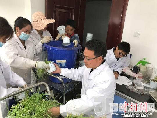 圖為研究員正在調(diào)查青稞感染白粉病情況。　王玉林 攝