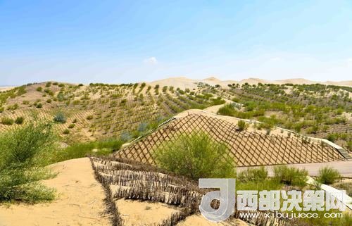 達(dá)拉特旗庫布其沙漠染綠。吳勇攝