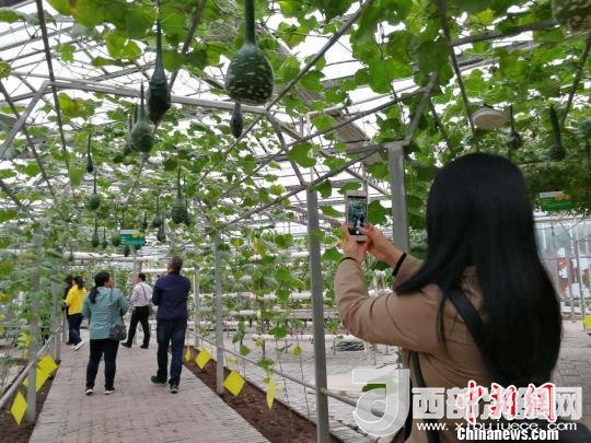 山西省郵政管理局積極推動(dòng)“一市一品”農(nóng)特產(chǎn)品進(jìn)城項(xiàng)目。 資料圖 楊杰英 攝