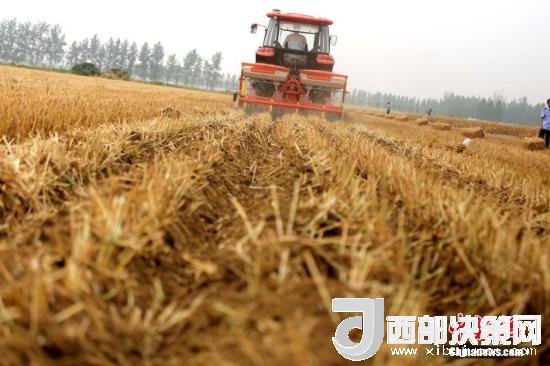 資料圖：收割機(jī)進(jìn)行機(jī)械化收割。<a target='_blank'  data-cke-saved- >中新社</a>記者 王中舉 攝