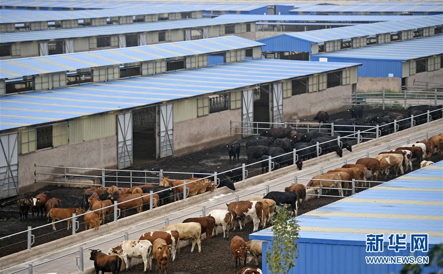 （壯麗70年·奮斗新時(shí)代——共和國(guó)發(fā)展成就巡禮·圖文互動(dòng)）（11）生態(tài)美、百姓富——品讀嶄新“寧夏畫(huà)卷”