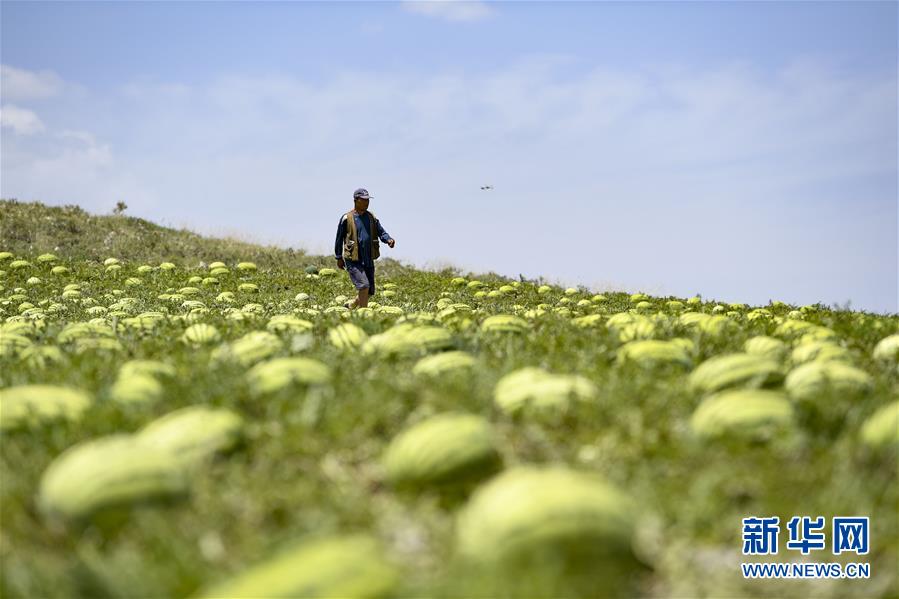 （壯麗70年·奮斗新時(shí)代——共和國(guó)發(fā)展成就巡禮·圖文互動(dòng)）（4）生態(tài)美、百姓富——品讀嶄新“寧夏畫(huà)卷”