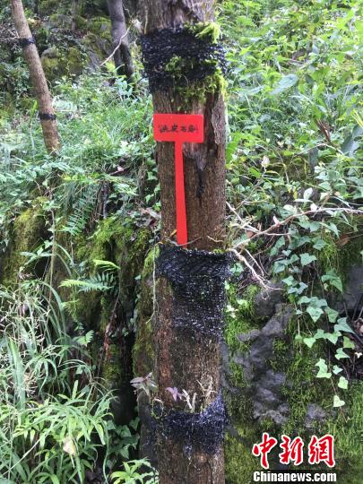 貴州同威生物科技有限公司鐵皮石斛種植?！≈軏?攝