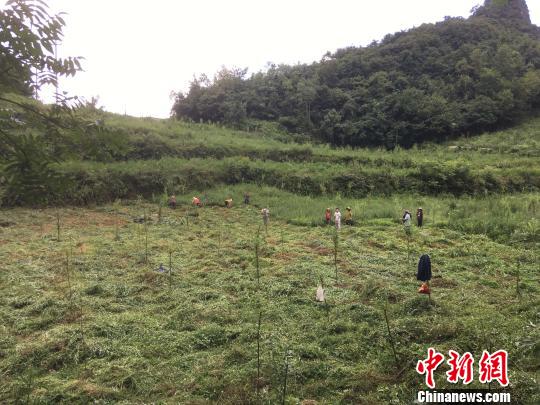 貴州同威生物科技有限公司天麻種植基地?！≈軏?攝