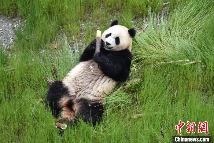 九寨溝熊貓園里的大熊貓?！【耪瘻峡h委宣傳部提供 攝