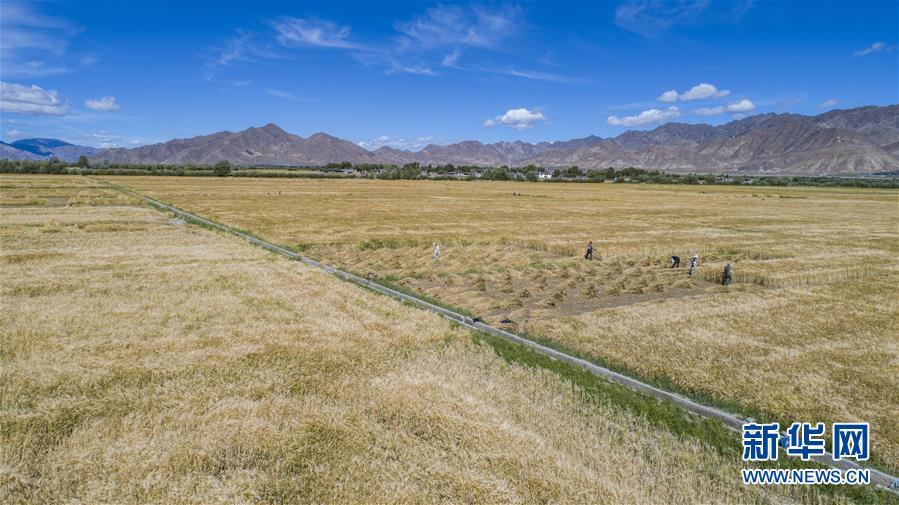 （新華全媒頭條·走向我們的小康生活·圖文互動(dòng)）（11）扎西德勒，我們的新家園——西藏易地扶貧搬遷搬出幸福美好新生活