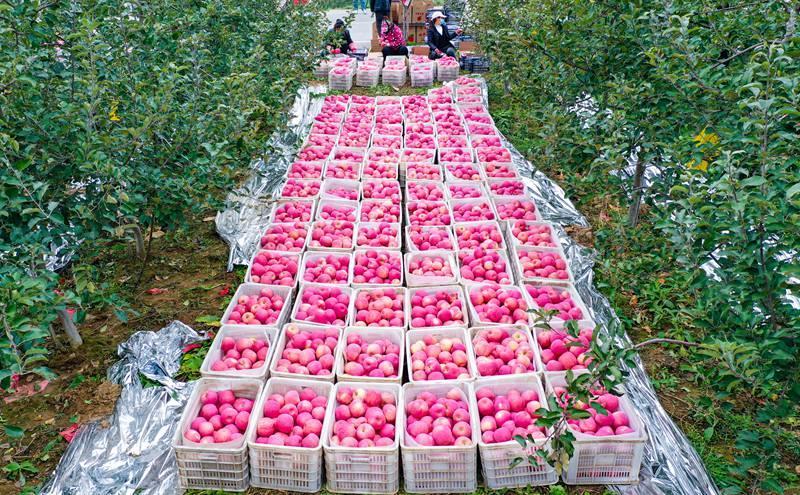 洛川縣永鄉(xiāng)鎮(zhèn)阿寺村果農(nóng)在分揀蘋果。王警攝